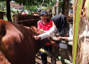 Cegah Penularan PMK Jelang Idul Adha, Dinas Pertanian dan Pangan Banyuwangi intensifkan Pemberian Vaksin
