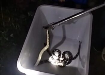 Sepasang Ular Weling Masuk ke Sekolah Rakyat Licin Banyuwangi, Petugas Damkarmat Turun Tangan