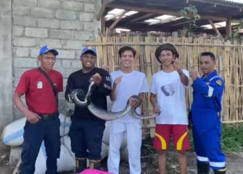 Damkarmat Banyuwangi Berhasil Evakuasi Ular Piton yang Mangsa Bebek Warga di Kedayunan