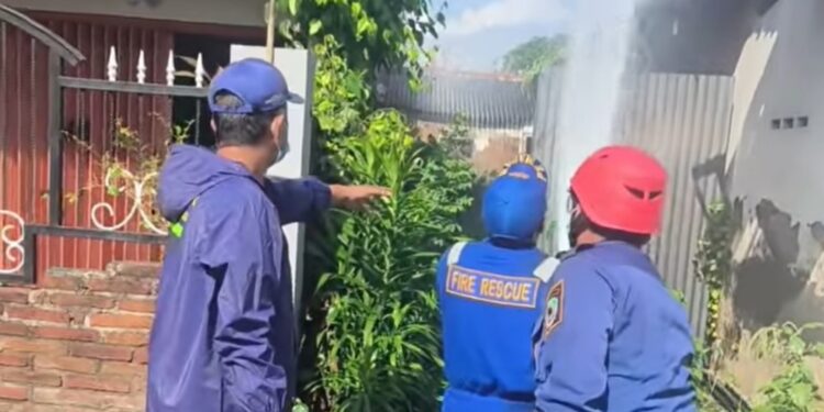 Warga Sukowidi Keluhkan Gatal-gatal, Damkarmat Banyuwangi Semprotkan Insektisida di Pohon Alpukat Sarang Ulat Bulu