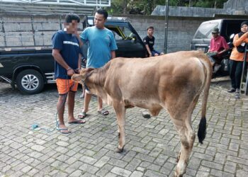 Pedet Dibawa Kabur Tetangga Sendiri, Pria Asal Segobang Banyuwangi Harus Berurusan dengan Polisi