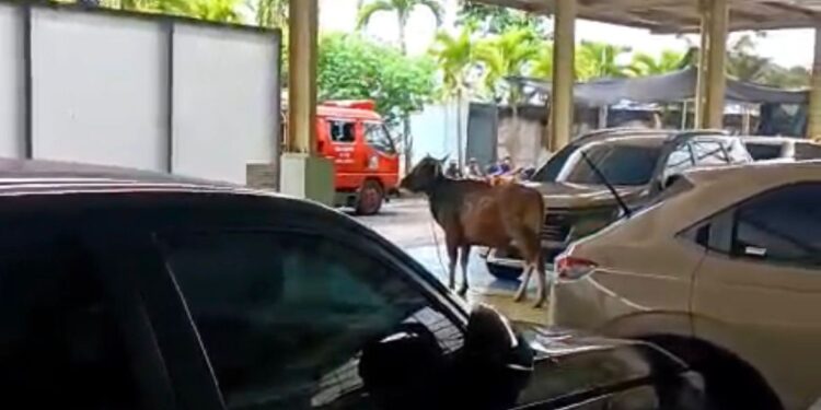 Sapi Kurban Kabur dan Masuk ke Dalam Showroom, Petugas Damkarmat Banyuwangi Lakukan Evakuasi