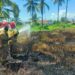 Akibat Sisa Pembakaran Sampah, Lahan Kosong yang Dipenuhi Ilalang dan Rumput Kering Hangus Terbakar